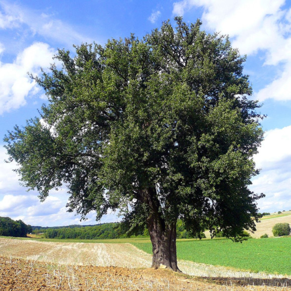happytrees123